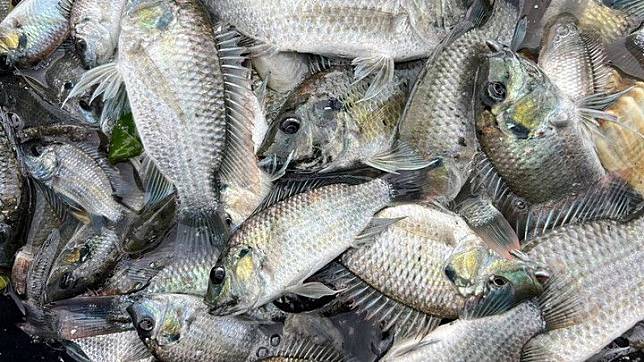 Thailand Takes Action Against Invasive Blackchin Tilapia